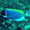 Picture taken during the dive