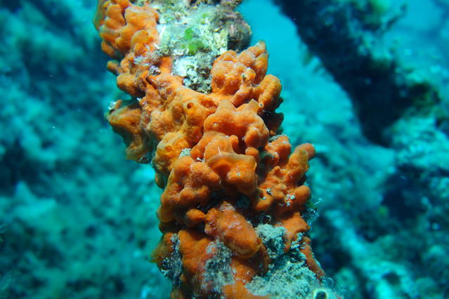 Eperlan - Dive Center in France