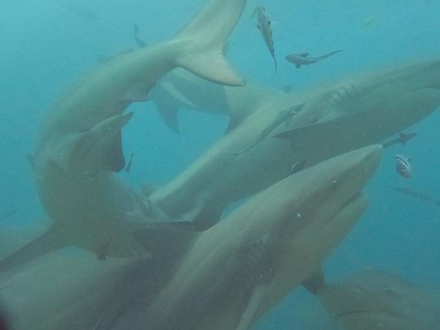 Beqa Adventure Divers Ltd - Dive Center