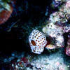 Picture taken during the dive