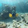 Picture taken during the dive