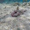 Picture taken during the dive