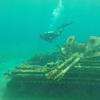 Picture taken during the dive