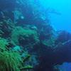 Picture taken during the dive