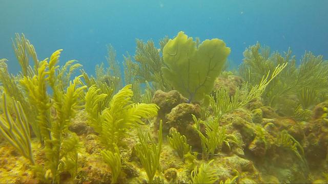 Akumal Dive Shop - Dive Center in Mexico