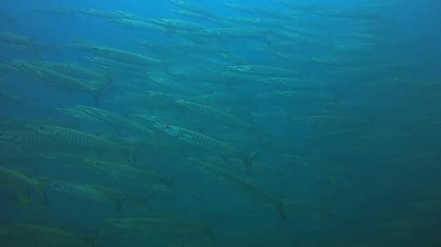 Chaloklum Diving - Dive Center in Thailand