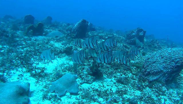 Pepe Dive Center - Dive Center in Mexico
