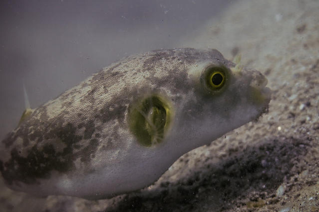 Adventure Chief - Dive Center in Singapore