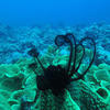 Picture taken during the dive
