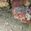 Picture taken during the dive