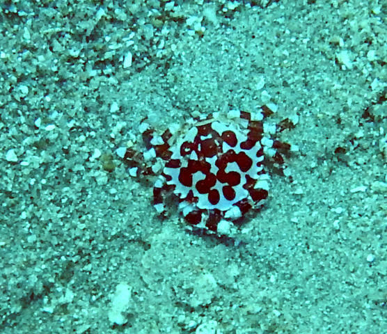 Deep Siam Divers - Dive Center in Israel
