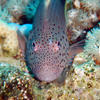 Picture taken during the dive