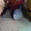 Picture taken during the dive