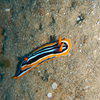 Picture taken during the dive