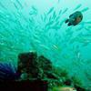 Picture taken during the dive
