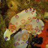 Picture taken during the dive