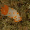 Picture taken during the dive
