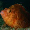 Picture taken during the dive