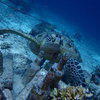 Picture taken during the dive