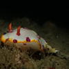 Picture taken during the dive