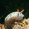 Picture taken during the dive