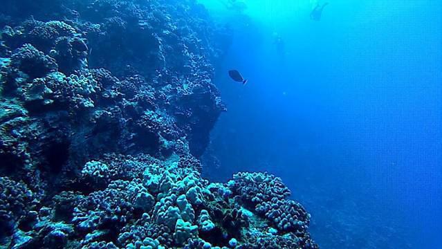 Maui Dive Shop - Dive Center in United States