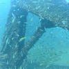 Picture taken during the dive