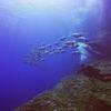 Picture taken during the dive
