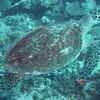 Picture taken during the dive