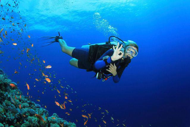 Shark Diver - Dive Center in United States