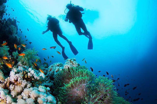 Shark Diver - Dive Center in United States