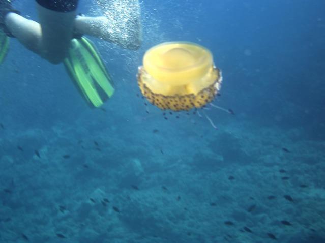 Stingray Sub - Dive Center in Spain