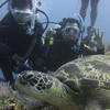 Picture taken during the dive