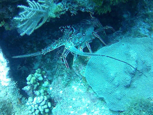 Cayman Turtle Divers - Dive Center in Cayman Islands