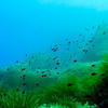 Picture taken during the dive