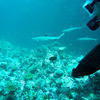 Picture taken during the dive