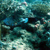 Picture taken during the dive