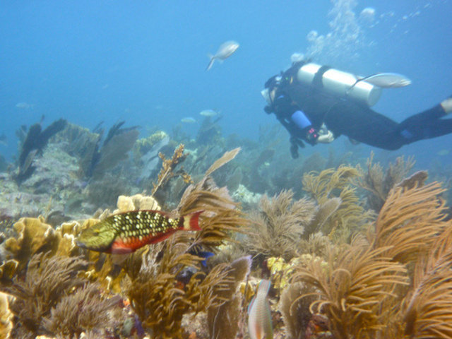 South Beach Dive & Surf - Dive Center in United States