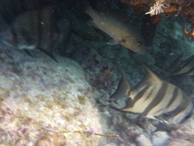 South Beach Divers - Dive Center in United States