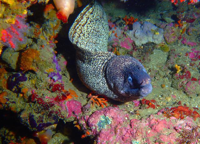 OCEANSUB-ESTARTIT - Dive Center in Spain