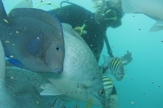 Aqua Adventures - Dive Center