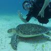 Picture taken during the dive