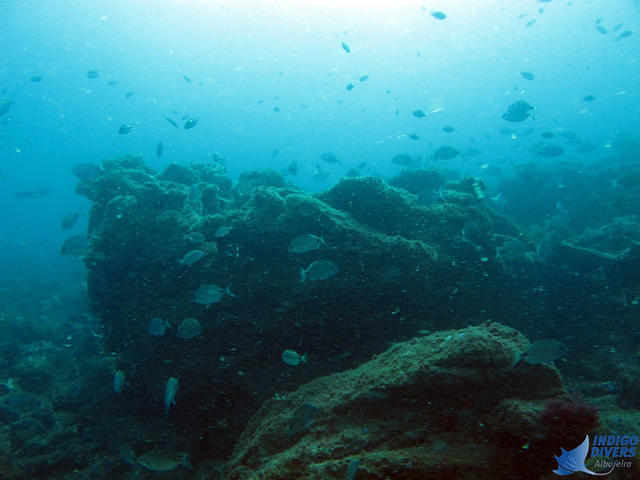 INDIGO DIVERS - Dive Center in Portugal