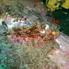 Picture taken during the dive