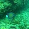 Picture taken during the dive