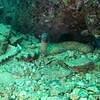 Picture taken during the dive