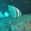Picture taken during the dive