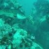 Picture taken during the dive