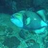 Picture taken during the dive