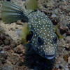 Picture taken during the dive